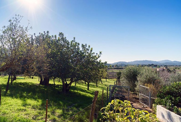 Panoramablick Baeume Pflanzen Berglandschaft