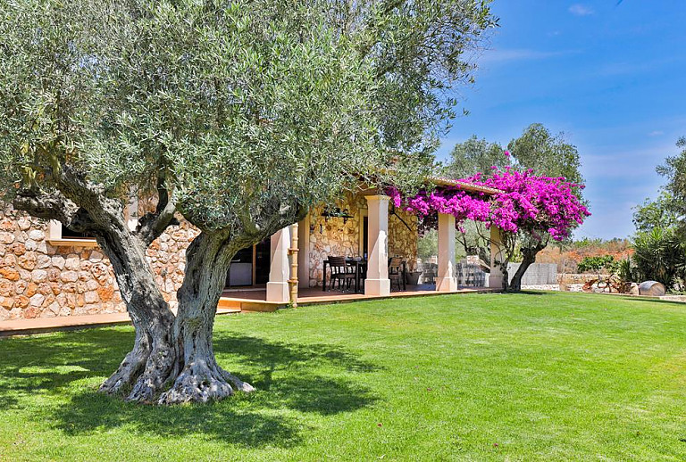 Rasenfläche und Baum vor der Finca