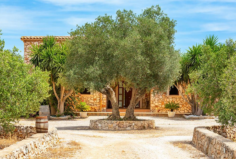 Zufahrt zur Finca mit Baum