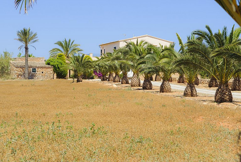 Weg mit Palmen zur Finca