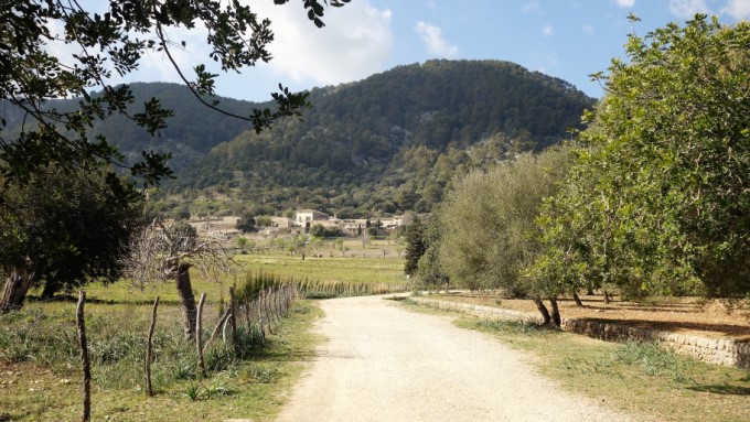 Wanderweg gesäumt von Bäumen mit Bergen im Hintergrund